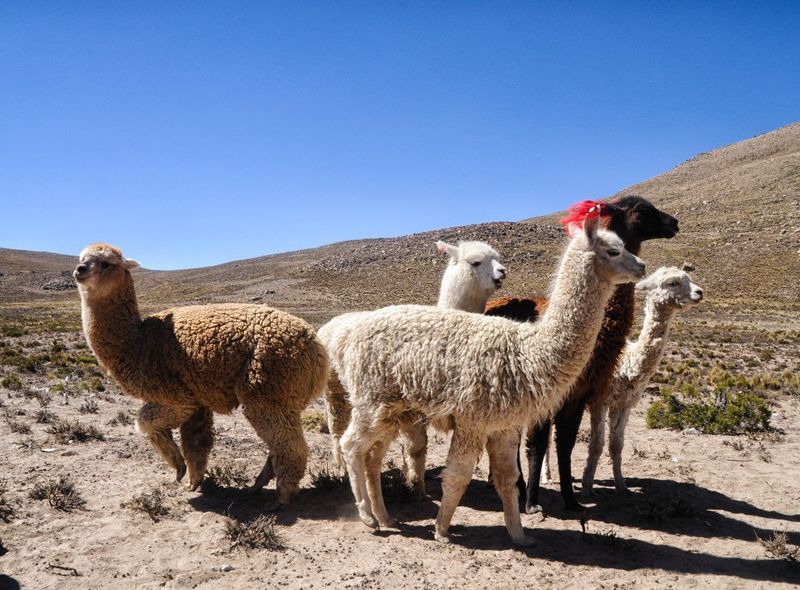 Peru